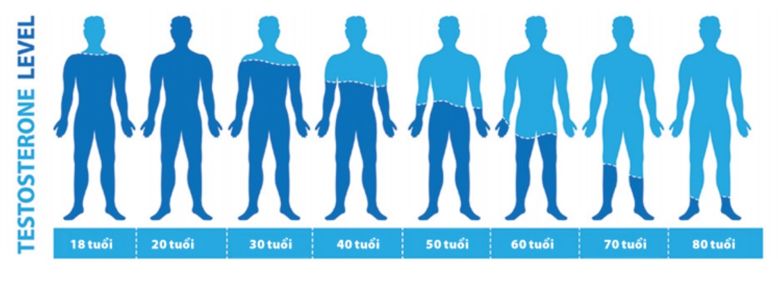 Nồng độ testosterone trong cơ thể nam giới giảm dần theo độ tuổi