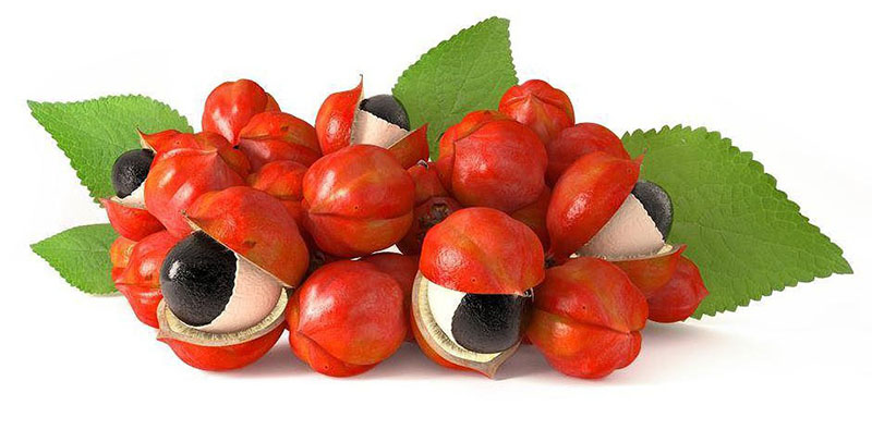 Hạt Guarana tốt cho sinh lý của nam giới