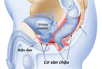 Vị trí cơ sàn chậu