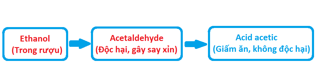 Quá trình chuyển hóa rượu trong gan