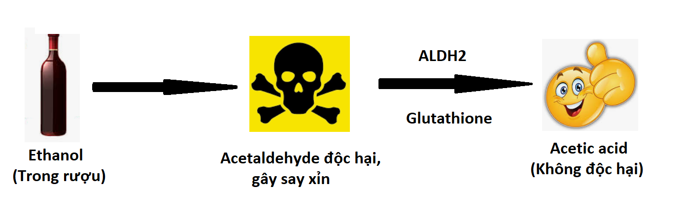 Quá trình chuyển hóa rượu trong gan