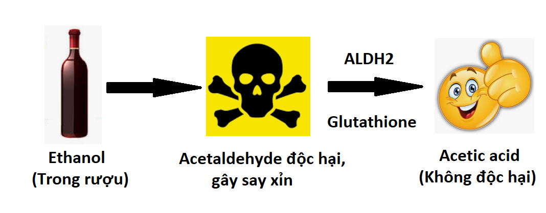 Quá trình chuyển hóa rượu trong cơ thể