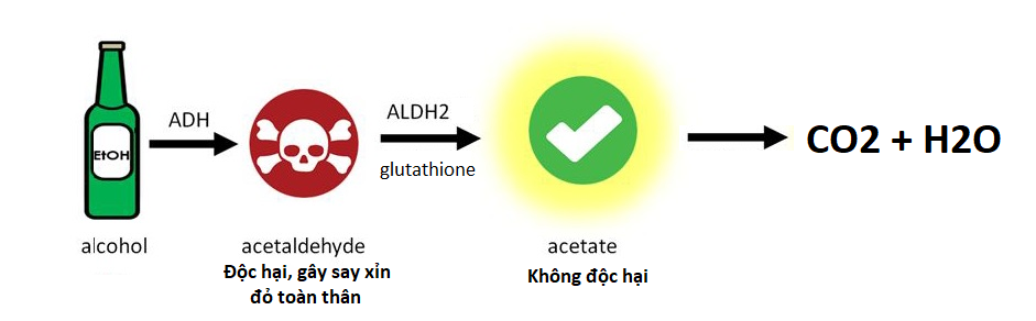 Aldehyde là chất vô cùng độc hại gây say xỉn.