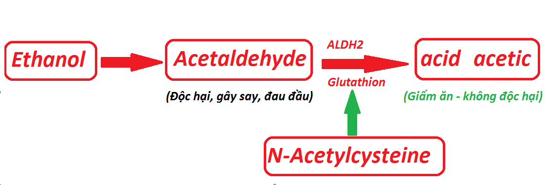  N-Acetylcystein giúp tăng nồng độ glutathione trong cơ thể, thúc đẩy quá trình giải rượu