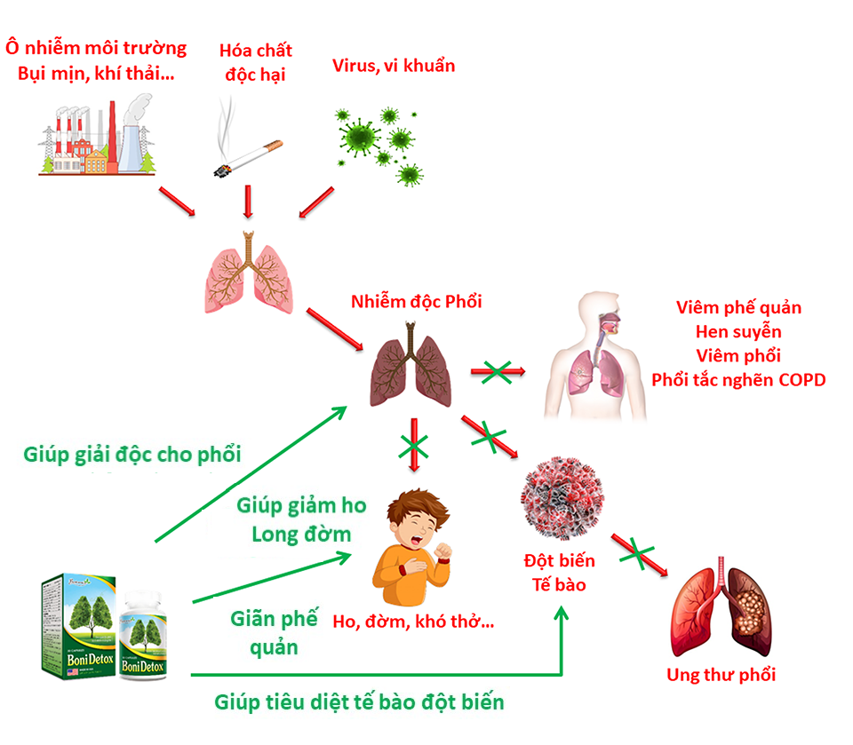 BoniDetox tác động toàn diện giúp lá phổi khỏe mạnh