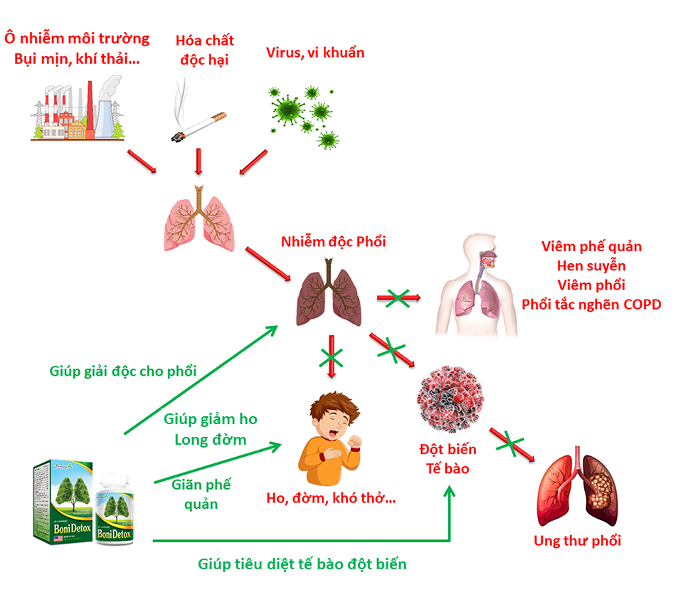 BoniDetox cho hiệu quả vượt trội nhờ cơ chế toàn diện và công nghệ bào chế hiện đại