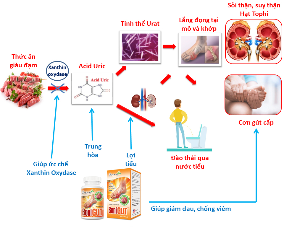 Cơ chế tác dụng của BoniGut