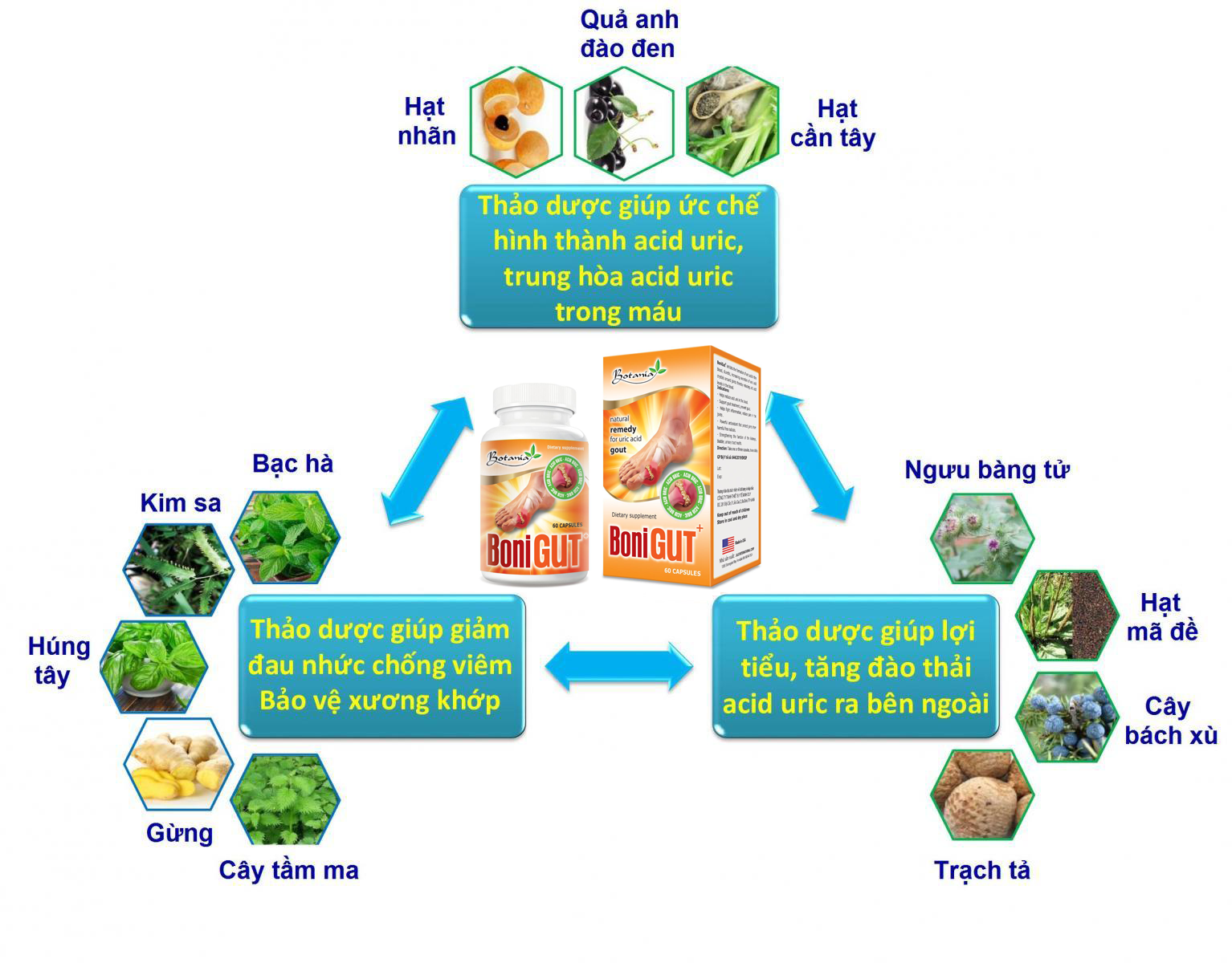 BoniGut có công thức toàn diện giúp hạ acid uric hiệu quả
