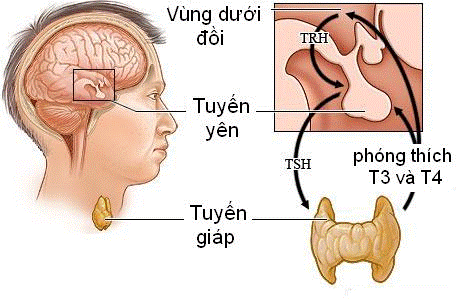 Tóc bạc sớm ở nam giới do bệnh lý rối loạn tuyến giáp và tuyến yên