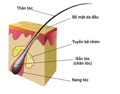 Cấu tạo của sợi tóc