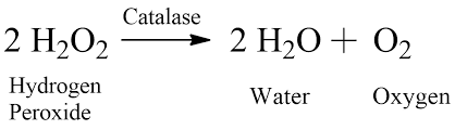 Enzyme catalase giúp phân hủy H2O2 thành nước và oxy