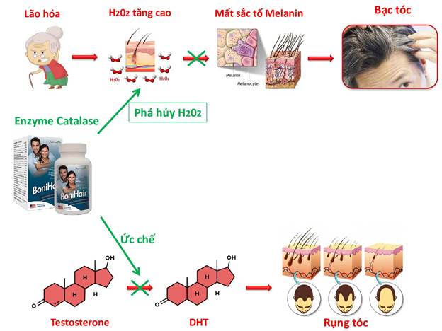  Cơ chế tác dụng của BoniHair