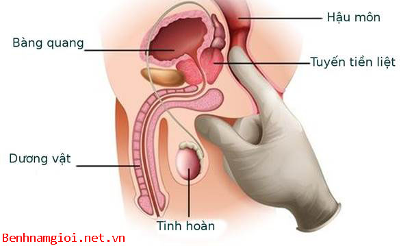 Vị trí tuyến tiền liệt ở nam giới