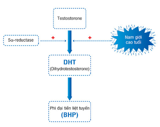 DHT- Nguyên nhân chính gây phì đại tuyến tiền liệt