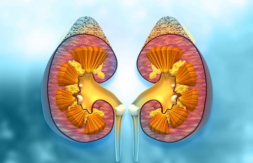 https://media.istockphoto.com/photos/human-kidneys-cross-section-anatomy-picture-id1293966408?b=1&k=20&m=1293966408&s=170667a&w=0&h=qatv4L1PN9mD7vqQSoru7dvRj6TTGlDgoBI-0GTLl3A=