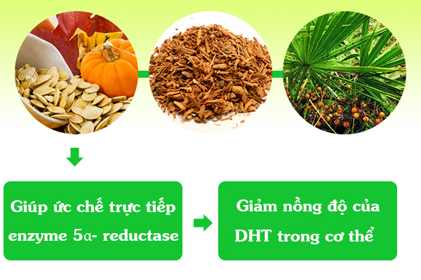 Bộ 3 thảo dược giúp kiểm soát u xơ tuyến tiền liệt hiệu quả