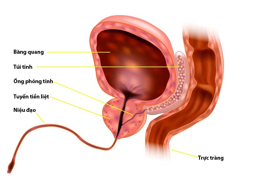 Vị trí của tiền liệt tuyến