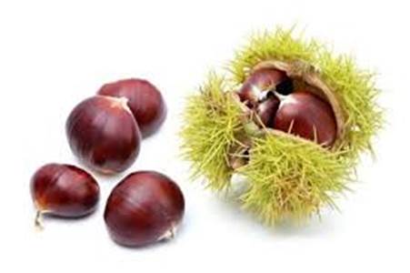 Kết quả hình ảnh cho Horse chestnut