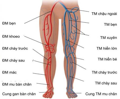 Hệ thống tĩnh mạch chi dưới