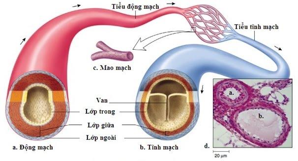 Cấu tạo của tĩnh mạch, động mạch