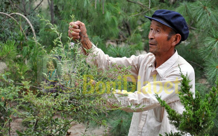 Quảng Ninh: Dù đã giảm được liều thuốc tây nhưng đường huyết vẫn ổn định