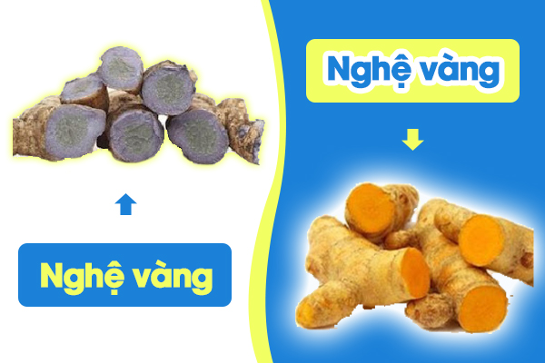 Nghệ vàng có lợi với sức khỏe người bệnh hơn so với nghệ đen.