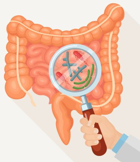 Lợi khuẩn có vai trò rất quan trọng đối với người bệnh viêm đại tràng sigma