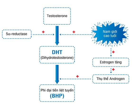 Cơ chế bệnh sinh của bệnh phì đại tuyến tiền liệt