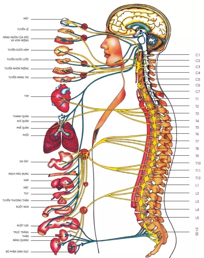 Dây thần kinh não - tủy