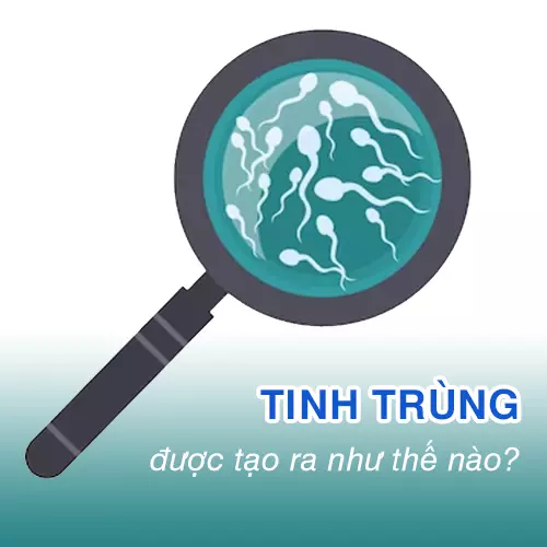 Tinh trùng được tạo ra như thế nào?