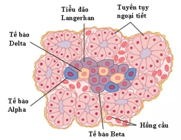 Cấu tạo của tuyến tụy