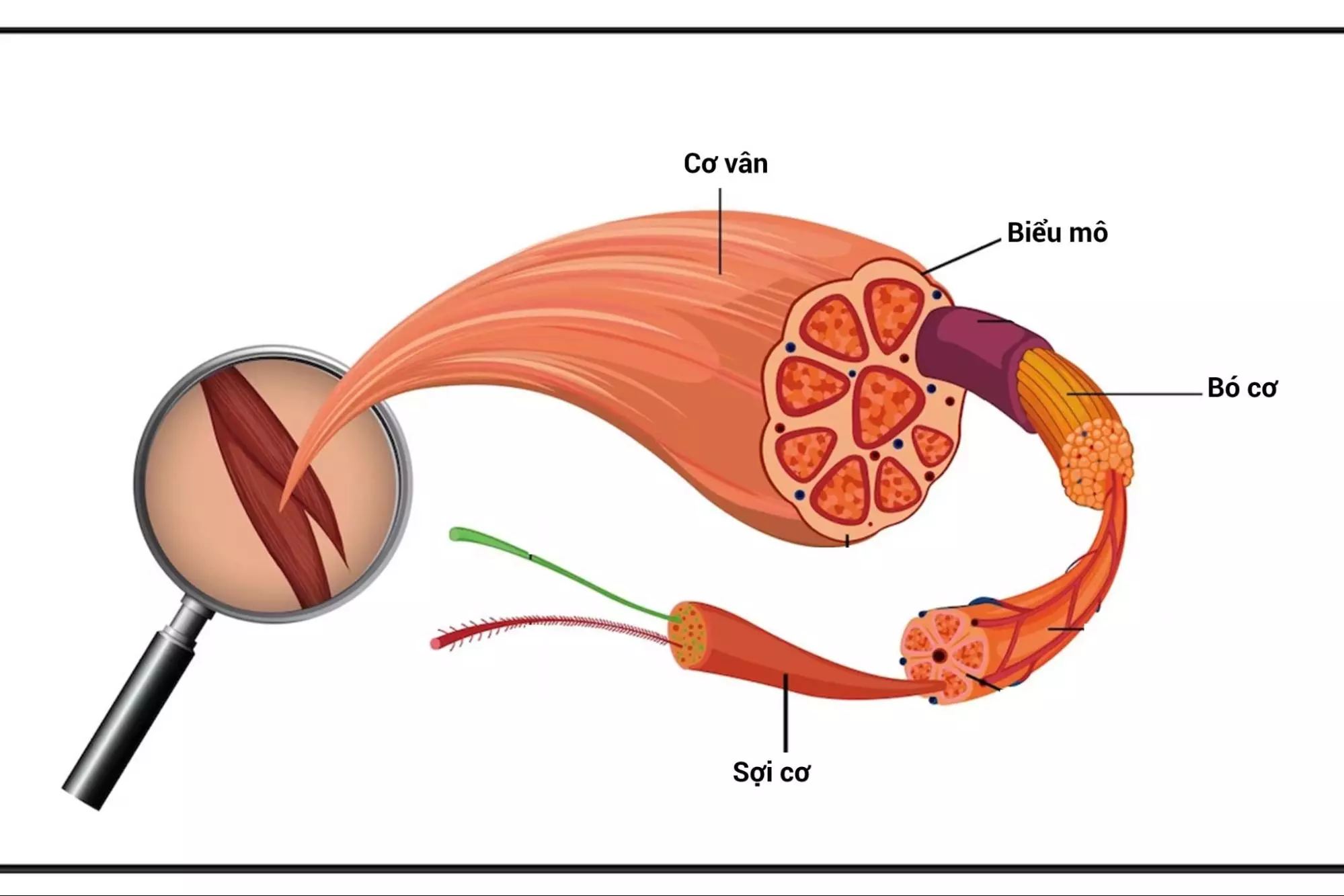 Cấu tạo cơ vân