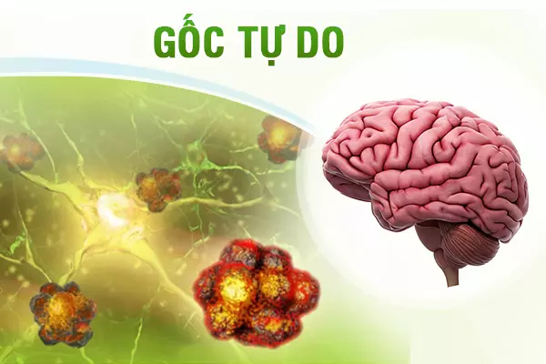 Gốc tự do là gì?