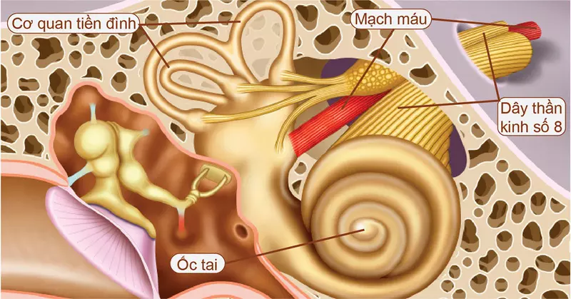 Vị trí của hệ thống tiền đình