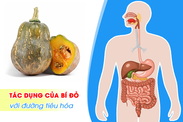 Những tác dụng của bí đỏ với đường tiêu hóa