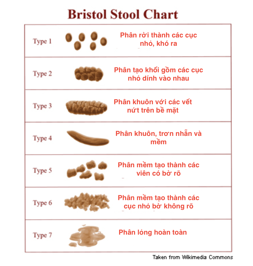 7 nhóm trong biểu đồ phân Bristol.