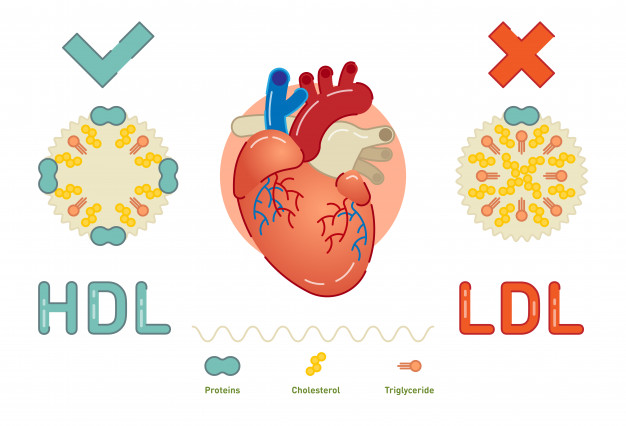 Hai loại cholesterol trong cơ thể