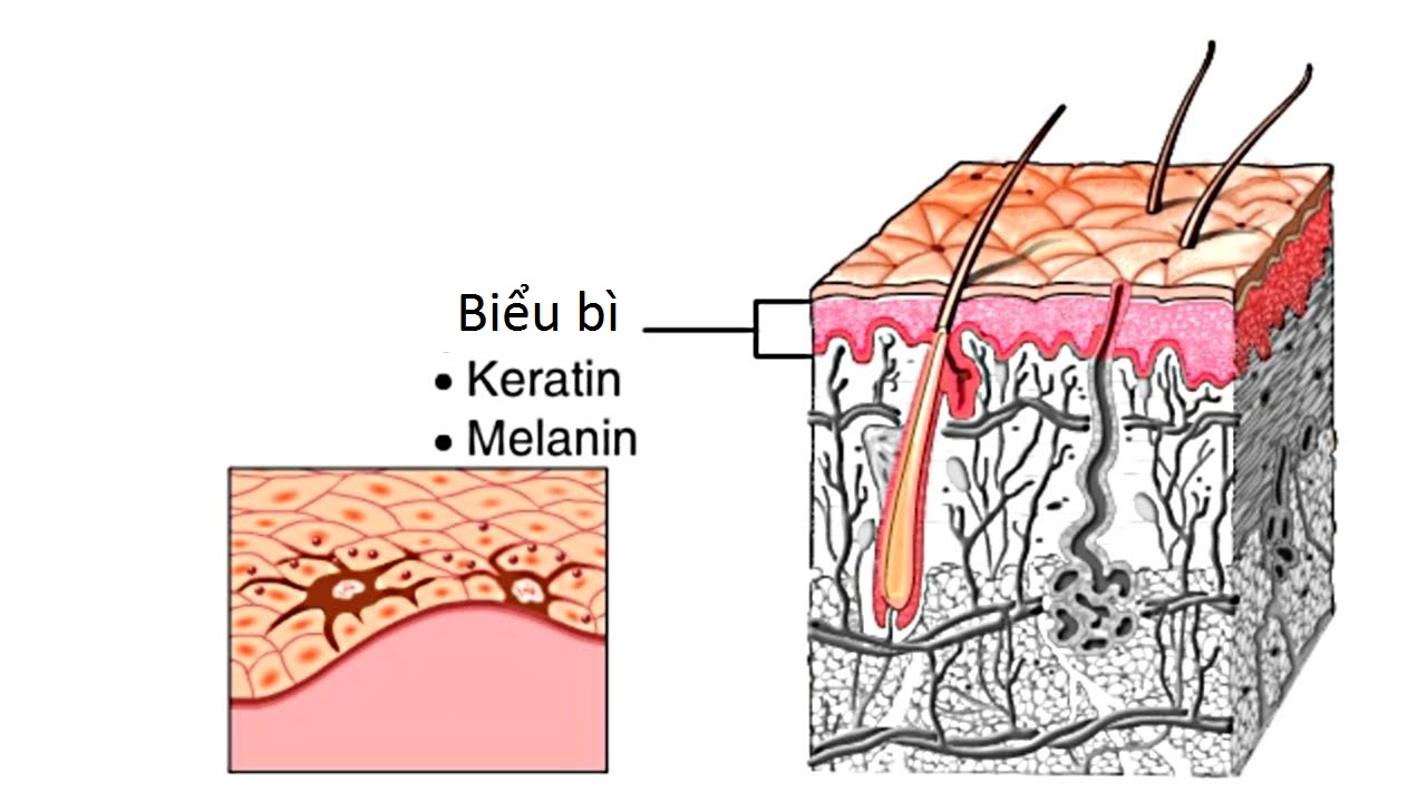 Sắc tố Melanin quyết định màu sắc của tóc