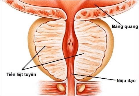 tuyến tiền liệt