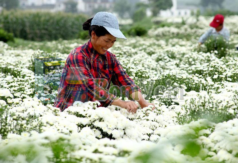 An Giang: Không còn nặng chân, tê bì chân nhờ BoniVein